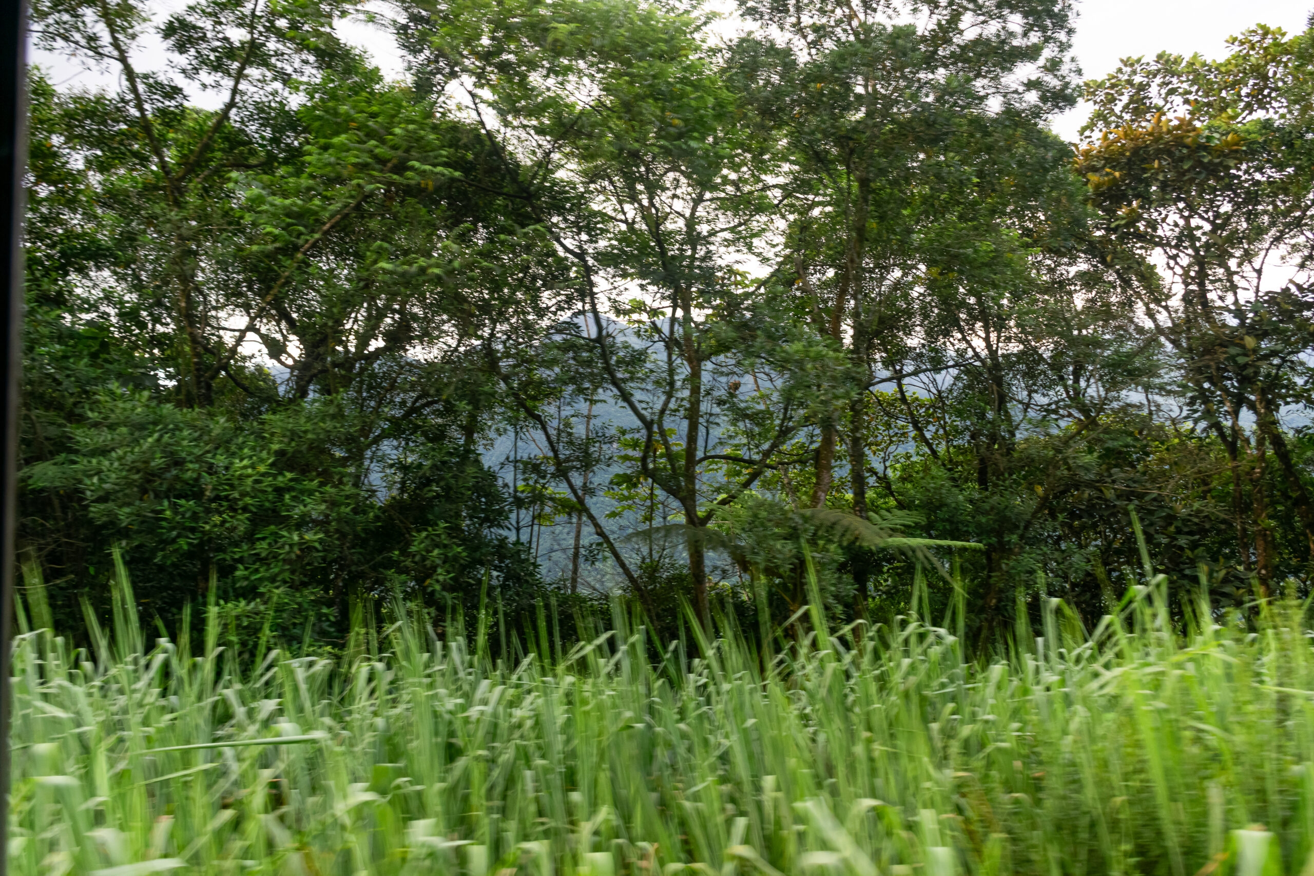 O trajeto permite a contemplação da flora da mata atlântica