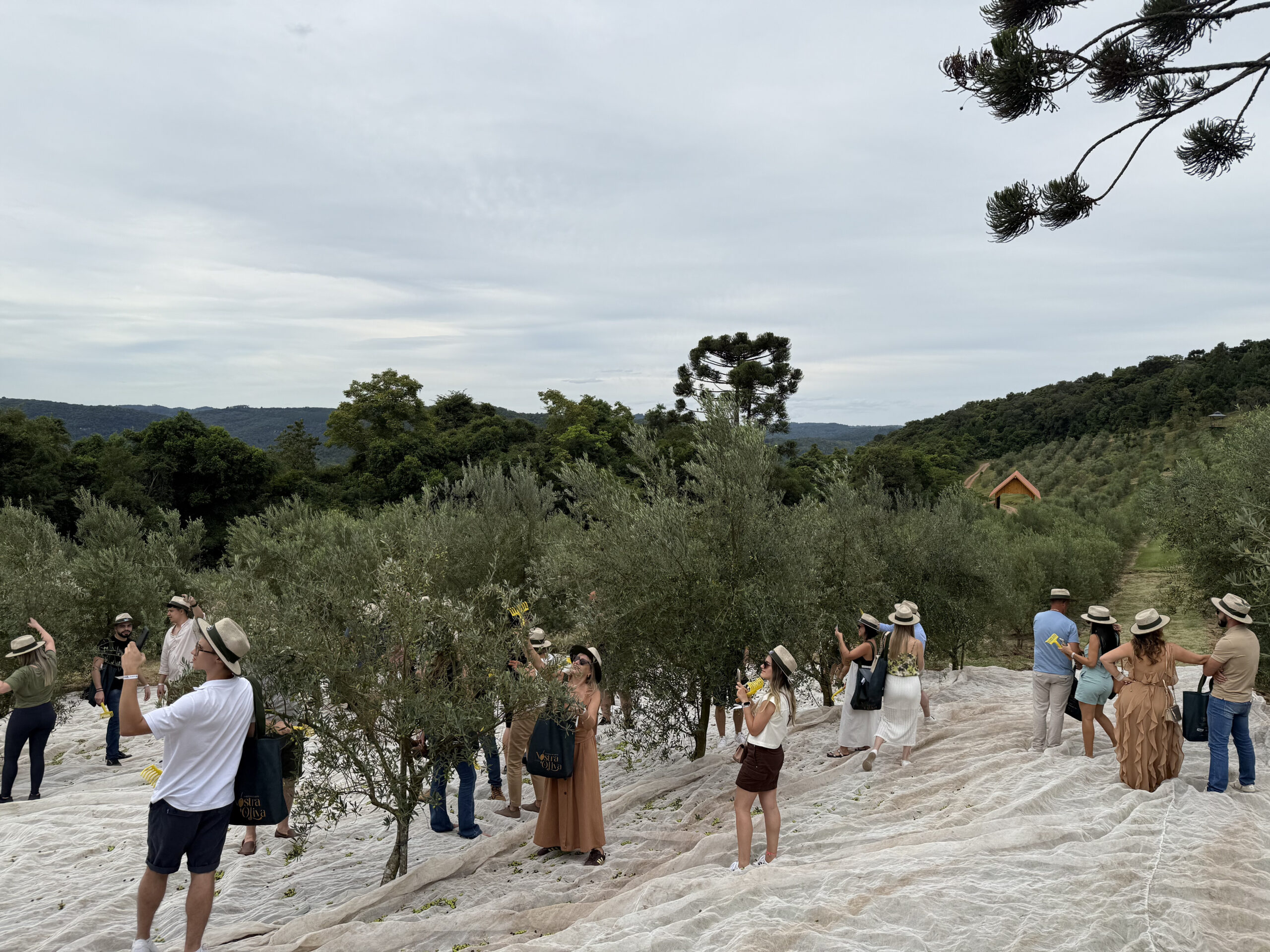 Olivas celebra recorde na colheita e sucesso do 1º Festival do Azeite Nostra Oliva 1 Turistas no Olival Foto oficial 1 scaled Olivas celebra recorde na colheita e sucesso do 1º Festival do Azeite Nostra Oliva