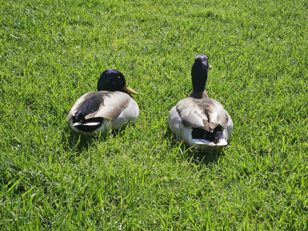 Dois patinhos no Vila Galé