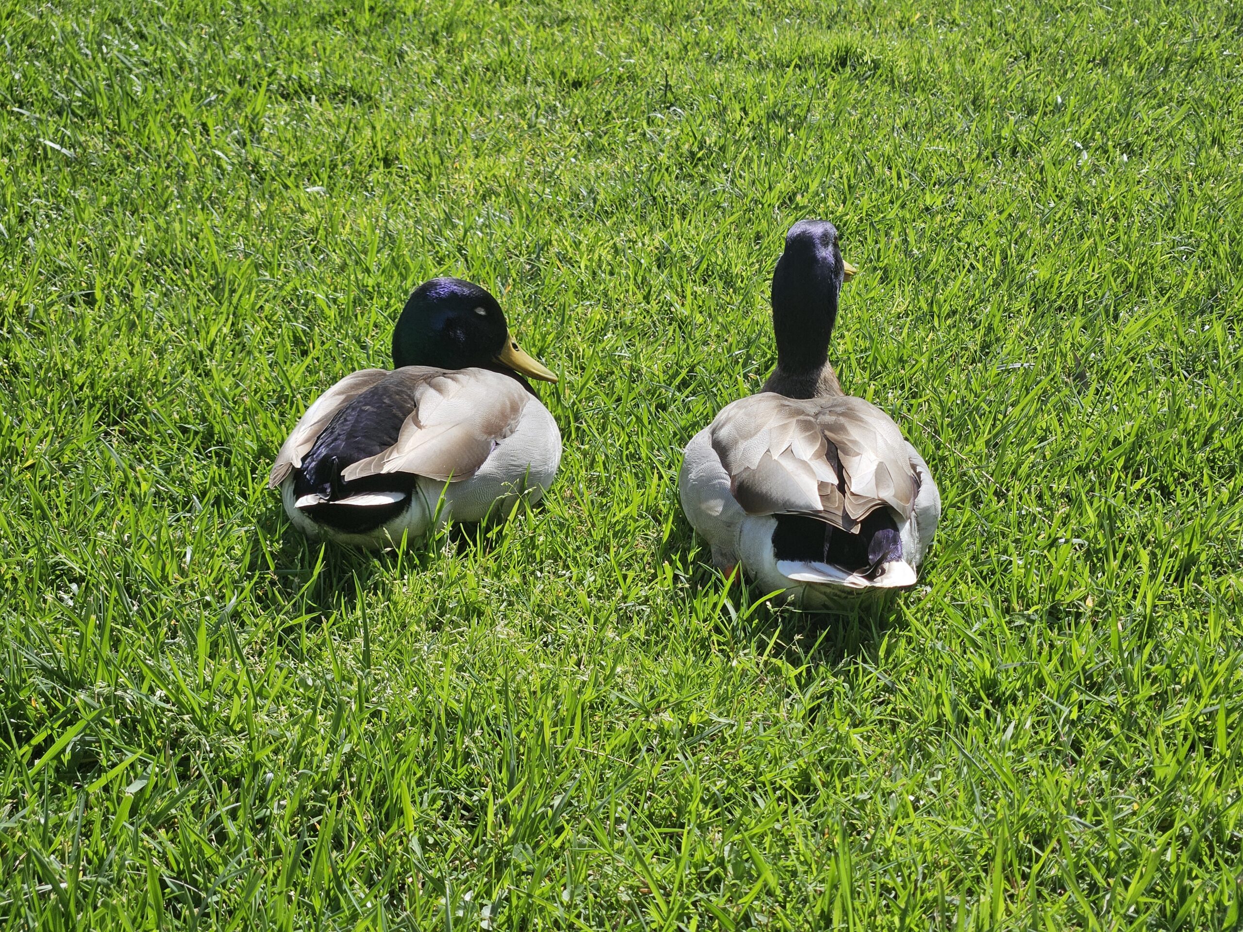 Dois patinhos no Vila Galé