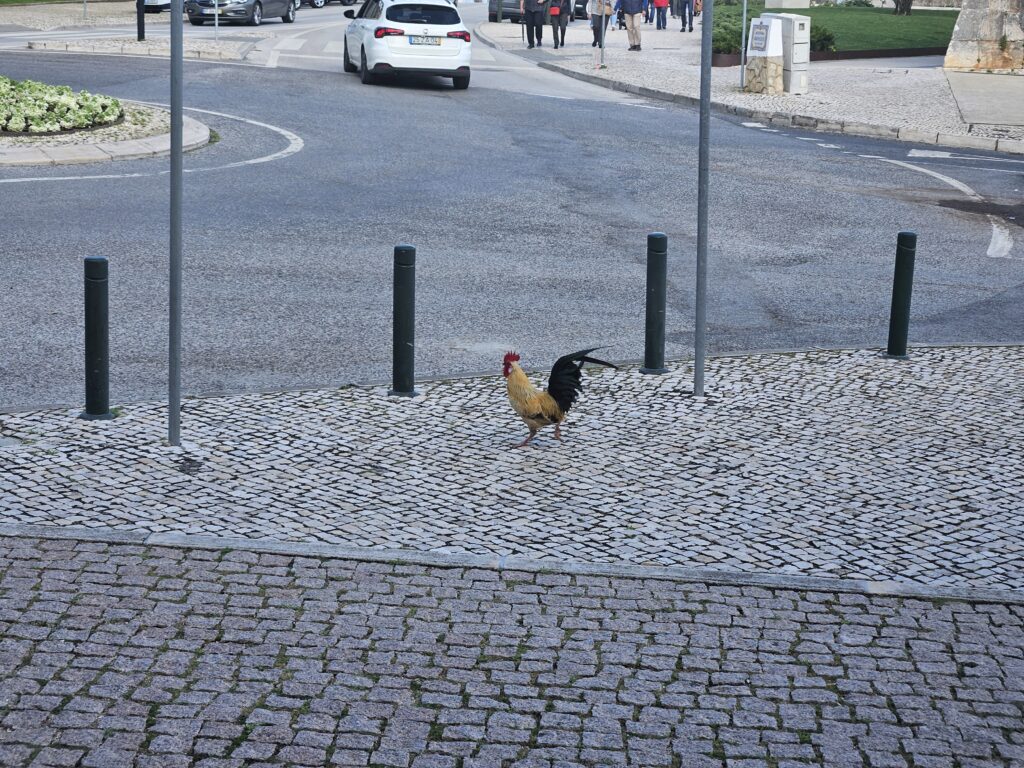 O verdadeiro galo português pelas ruas de Cascais