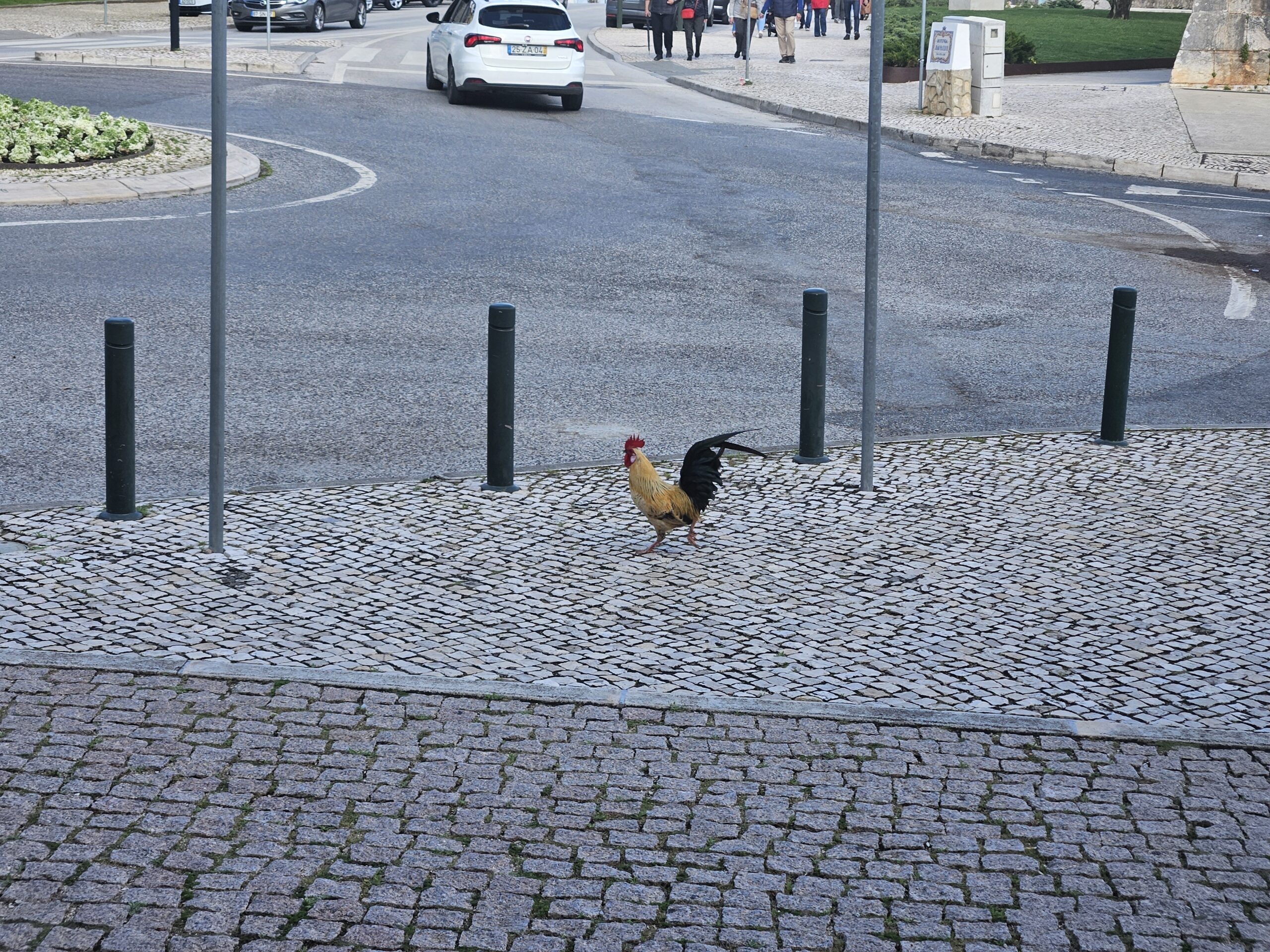 O verdadeiro galo português pelas ruas de Cascais