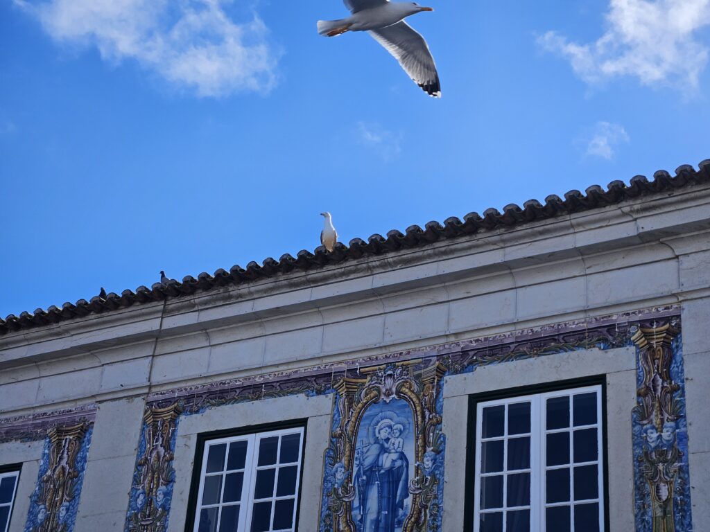 As gaivotas são muito comuns em Portugal