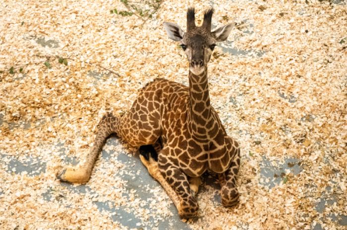 Disney’s Animal Kingdom registra nascimento de novo filhote de girafa 1 O Parque Temático Animal Kingdom da Disney dá as boas-vindas a uma nova girafa macho, chamado Tucker