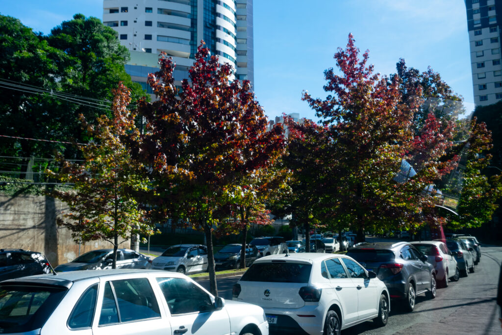 Rua do outono, chamada assim pela coloração das árvores na estação homônima Rua do outono, chamada assim pela coloração das árvores na estação homônima