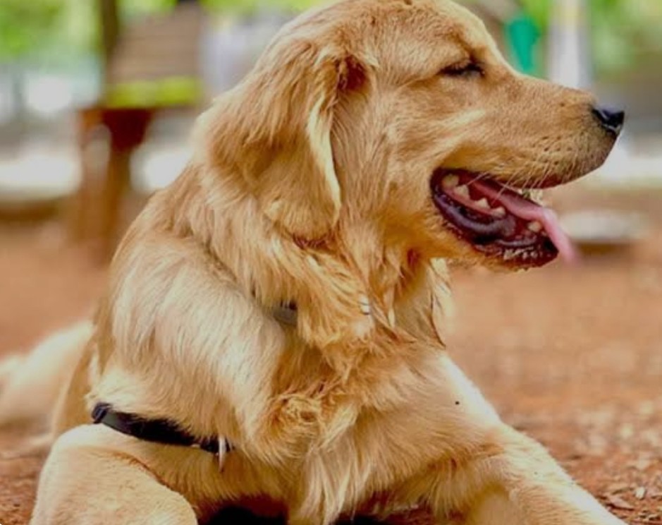 Comissão do Senado aprova Lei Joca sobre transporte de animais em aviões 1 Screenshot 20250401 180924 Google2 Comissão do Senado aprova Lei Joca sobre transporte de animais em aviões