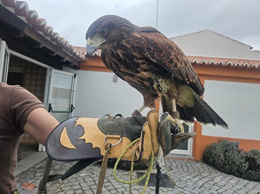 O Vila Galé Collection Alter Real possui falcoaria. Esta é a Scadi