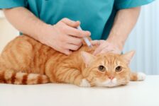 O que seu pet precisa para viajar com segurança