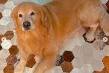 PL aprova regras para o transporte aéreo de animais, mas ainda tramita na Câmara