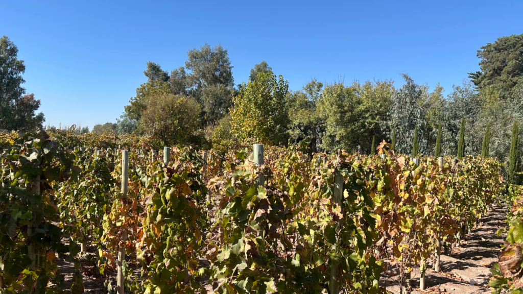 Vinhedos que se estendem até onde a vista alcança, cenário perfeito para o nascimento dos melhores vinhos de Mendoza