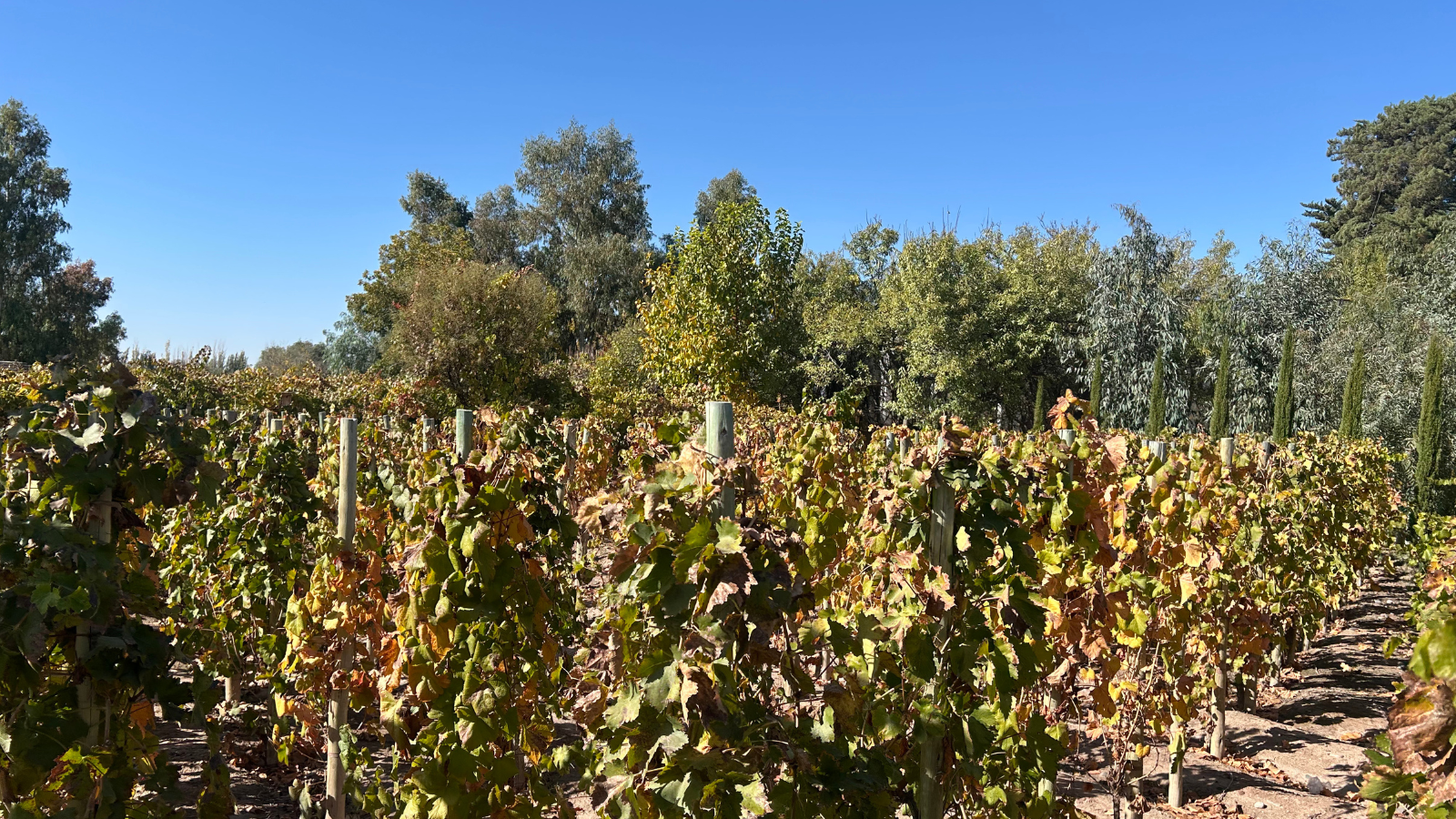 Vinhedos que se estendem até onde a vista alcança, cenário perfeito para o nascimento dos melhores vinhos de Mendoza