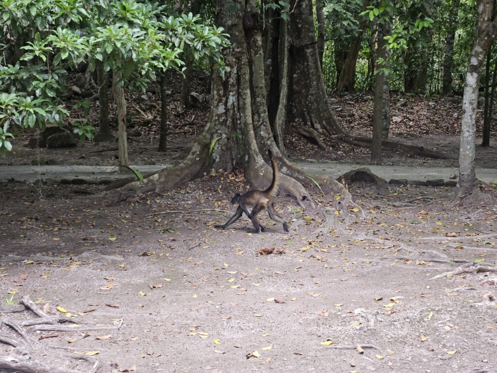 Macaco aranha