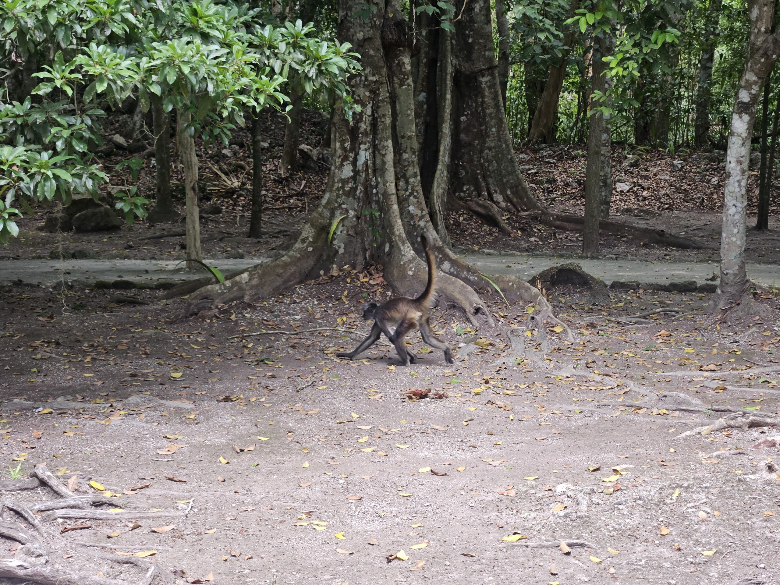 Macaco aranha Macaco aranha