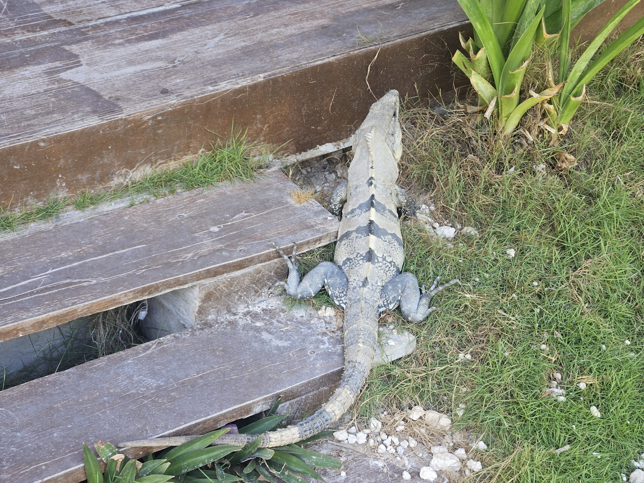 Iguana Iguana