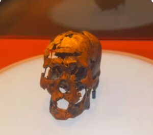 Crâneo de Zuzú, no Museu do Homem Americano, é considerado um dos mais antigos das Américas, com cerca de 11.000 anos de idade