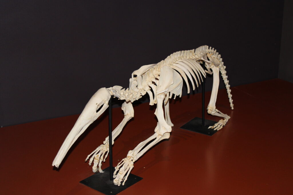Esqueletos de animais pre-histórios