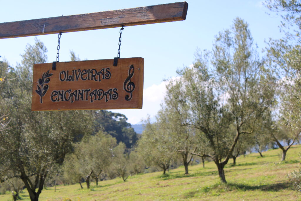 Musicoterapia na Fazenda Santa Helena literalmente encantam as oliveiras