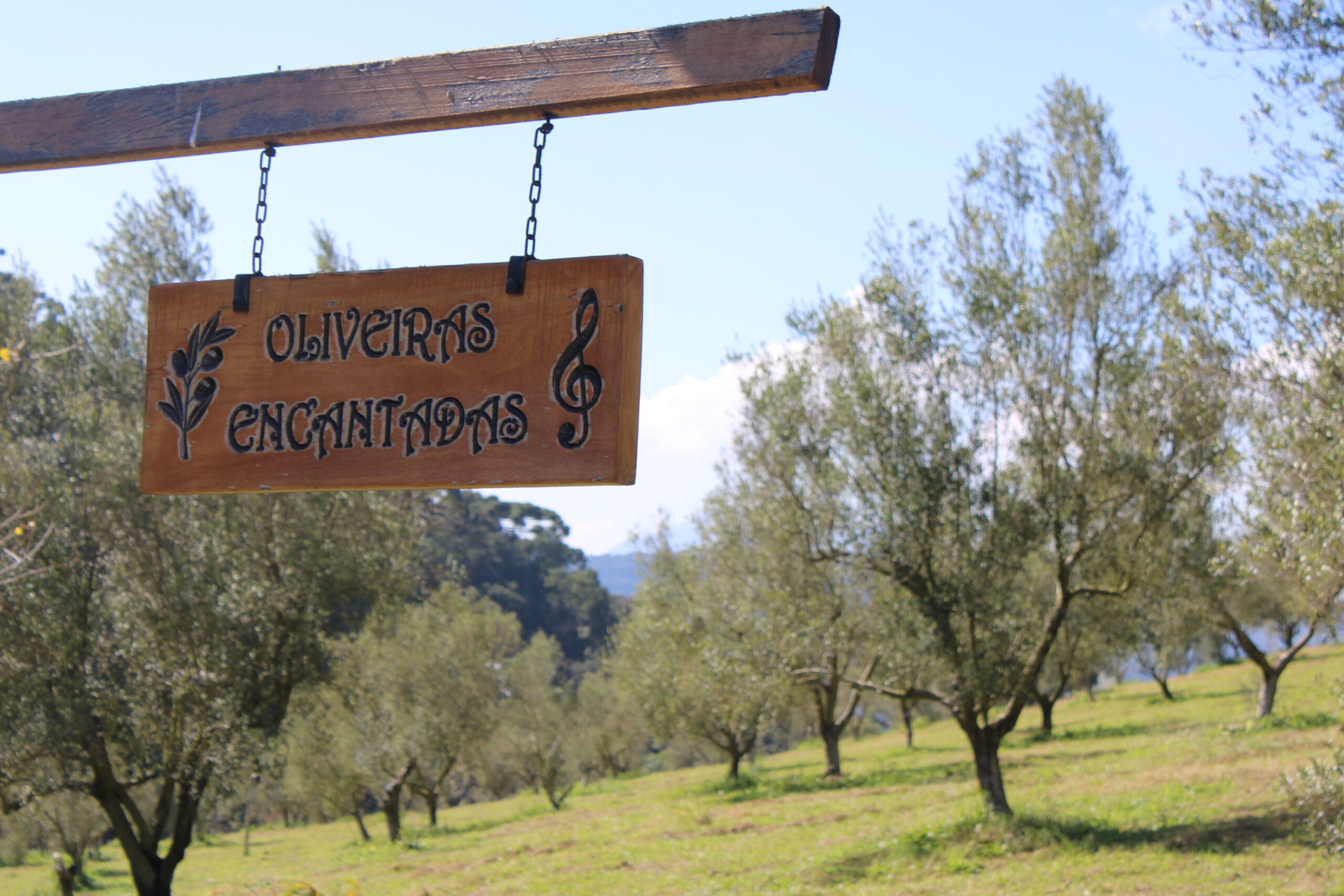 Musicoterapia na Fazenda Santa Helena literalmente encantam as oliveiras Musicoterapia na Fazenda Santa Helena literalmente encantam as oliveiras