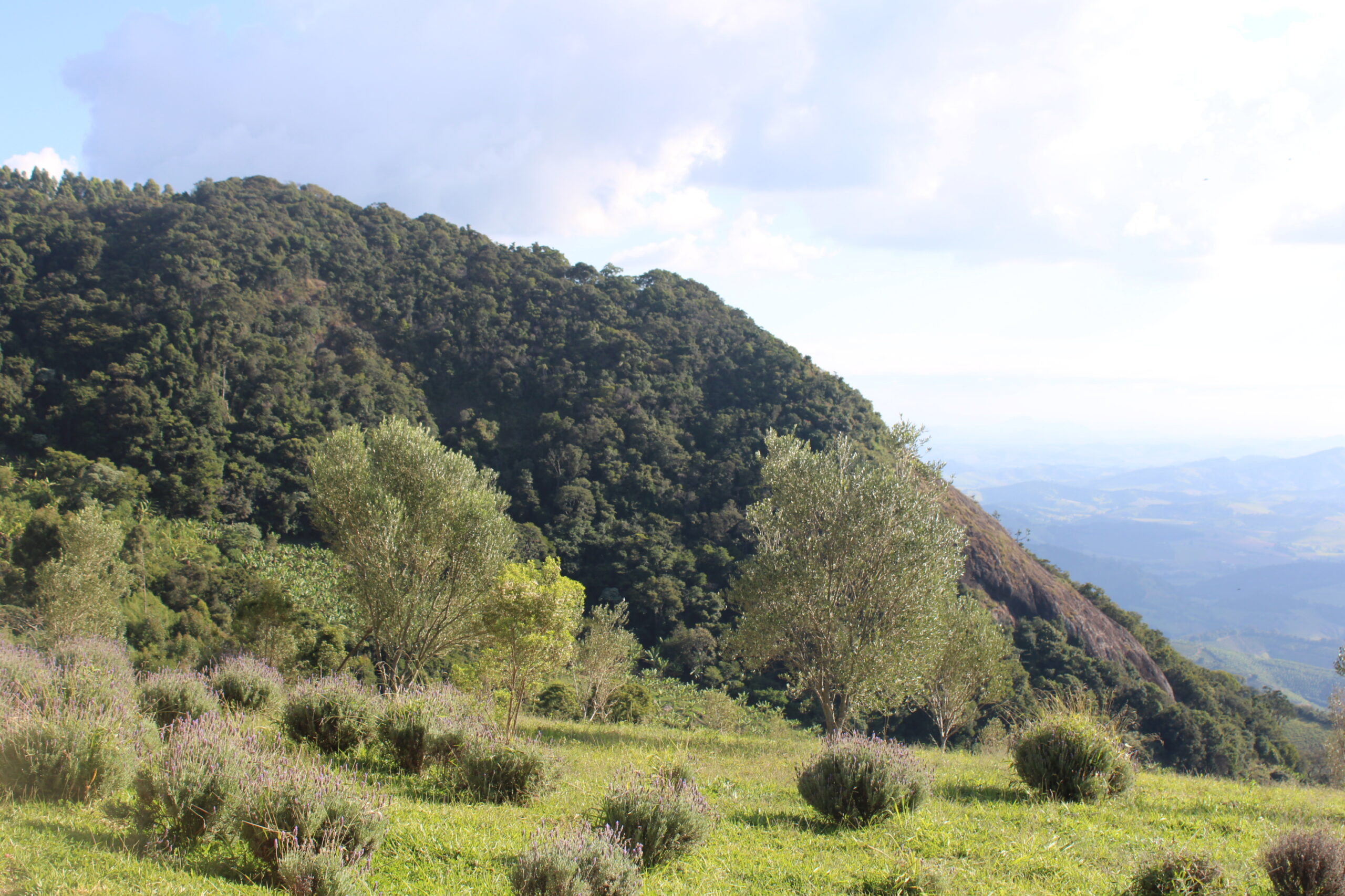 Nas encostas da Mantiqueira oliveiras da Quelemém Nas encostas da Mantiqueira oliveiras da Quelemém