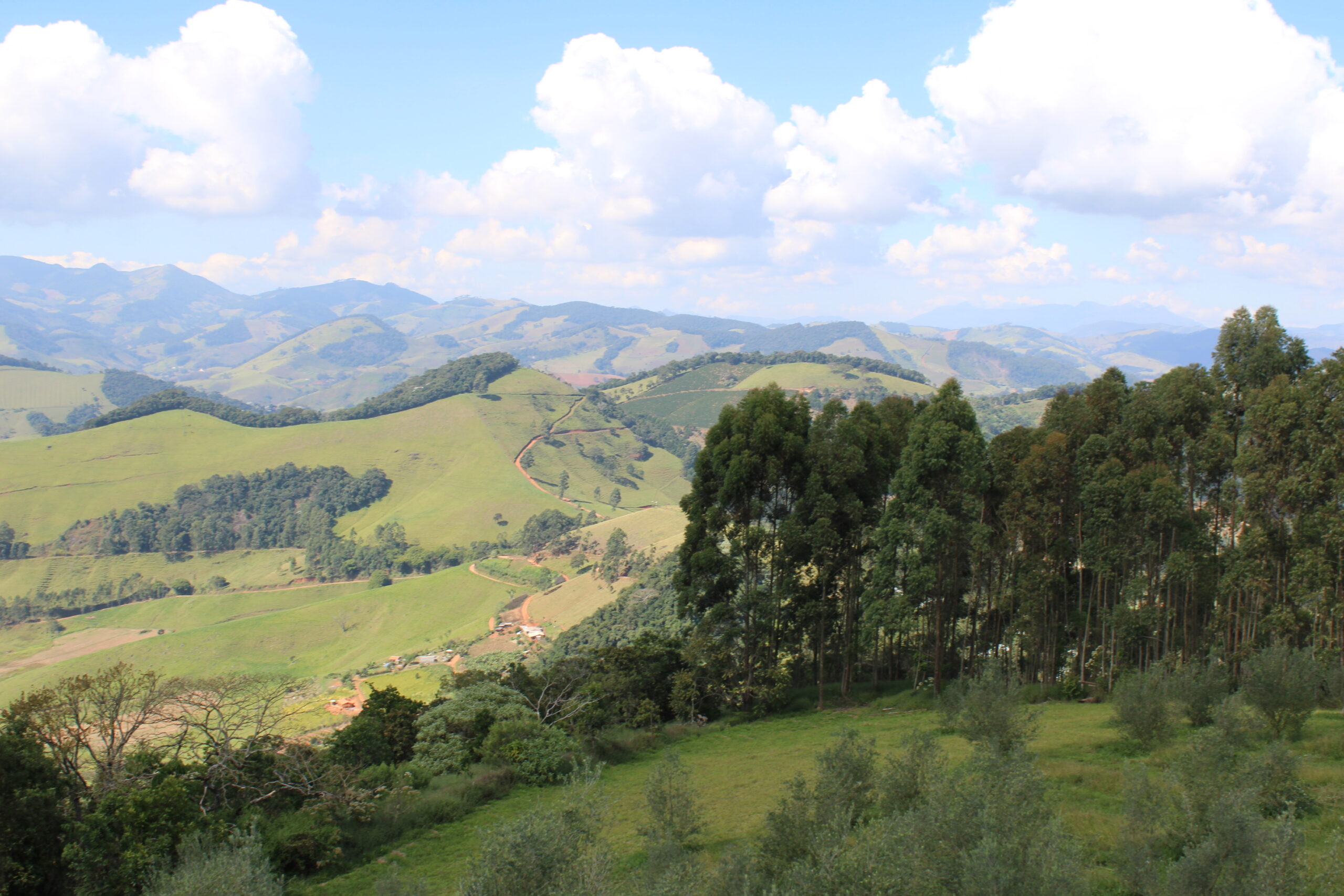 Olivares de Quelemém Olivares de Quelemém