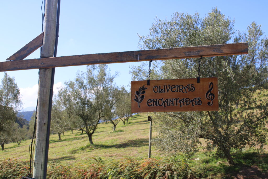Oliveiras Encantadas da Fazenda Santa Helena