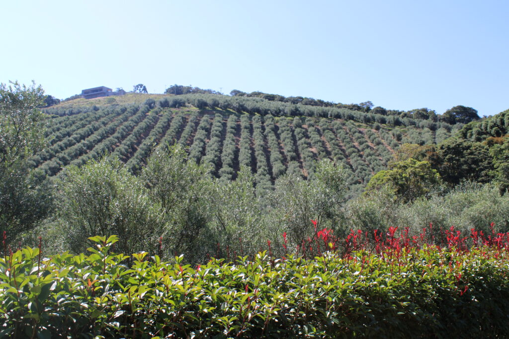Oliveiras da Fazenda Fio de Ouro