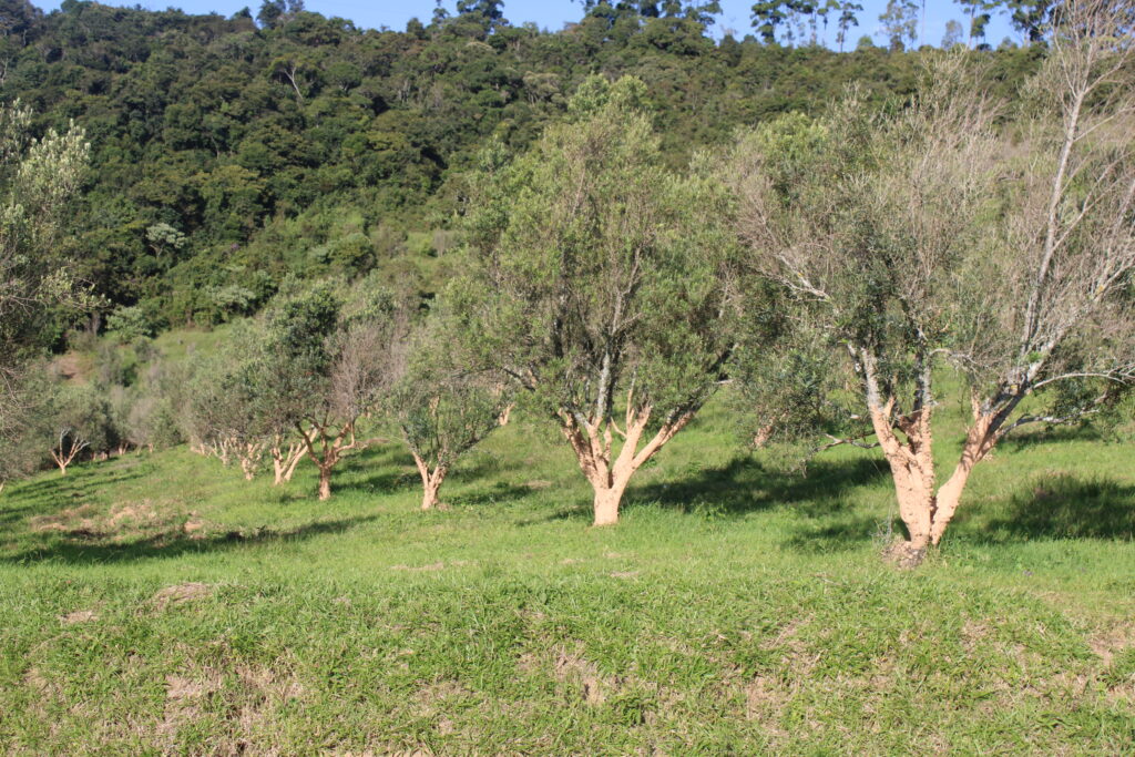 Oliveiras da Quelemém