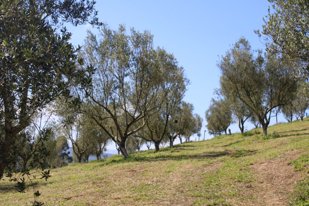 Oliveiras na entressafra, sem frutos
