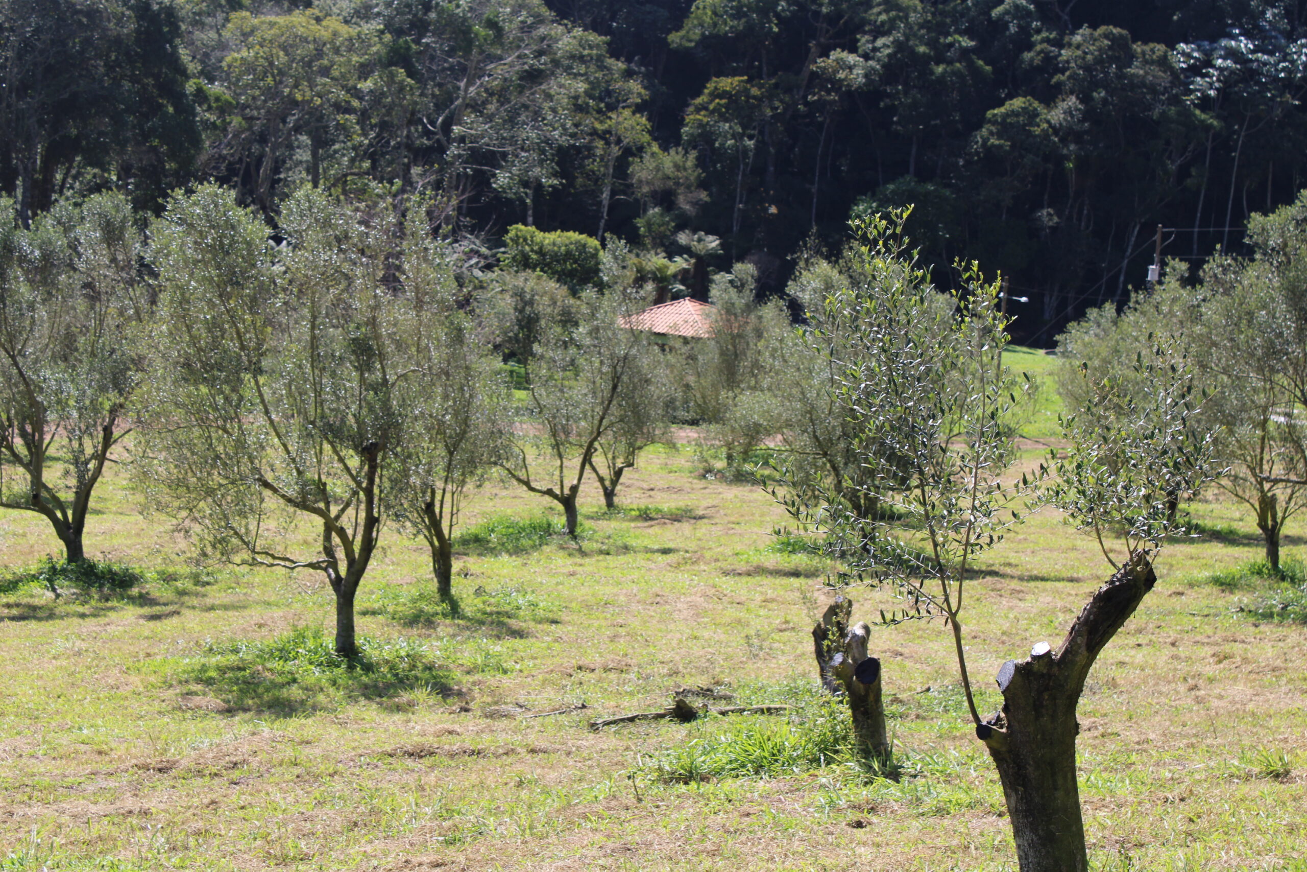 Oliveiras Oliveiras