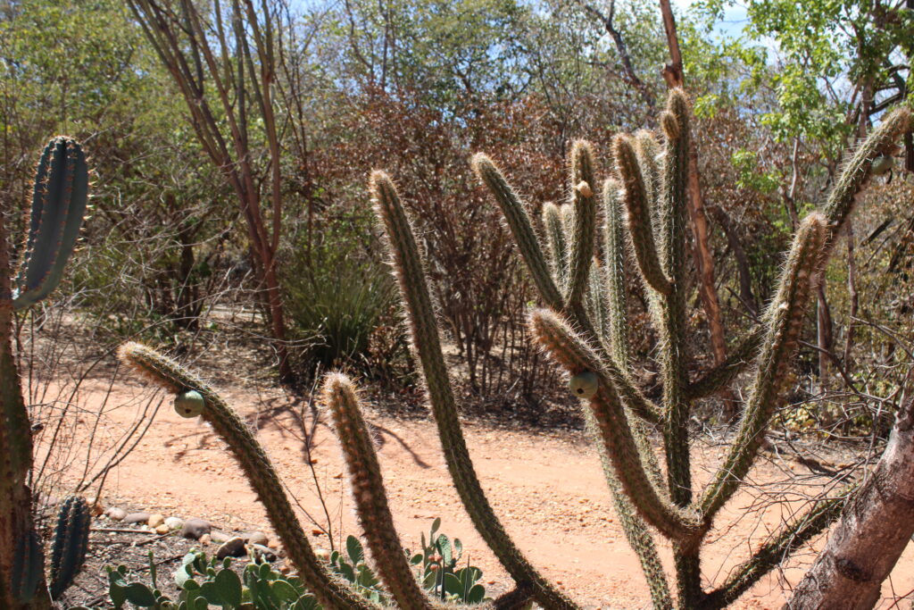 Vegetação do bioma caatinga