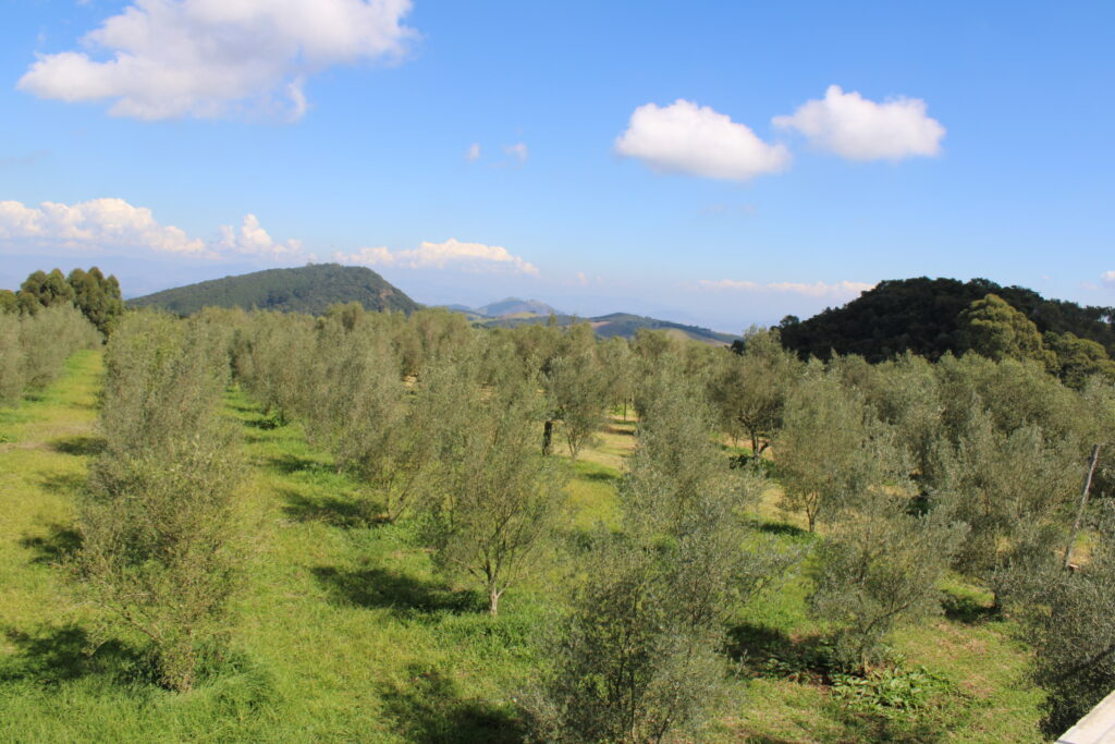 Vista panorâmica de olivares