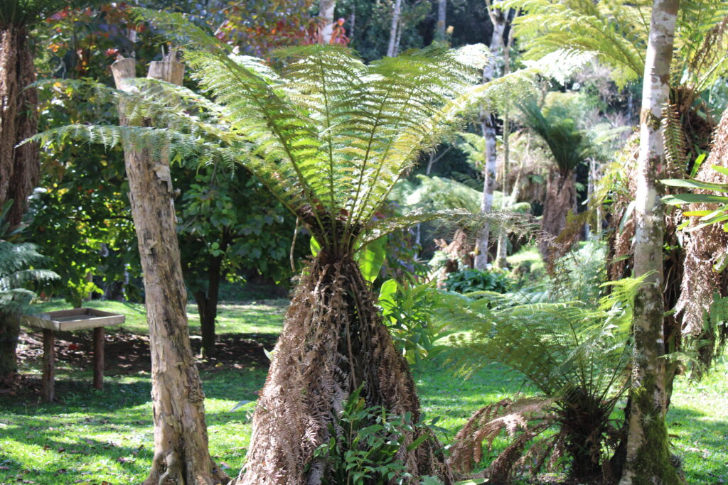 Xaxim protegido no Jardim Secreto da Fazenda Santa Helena