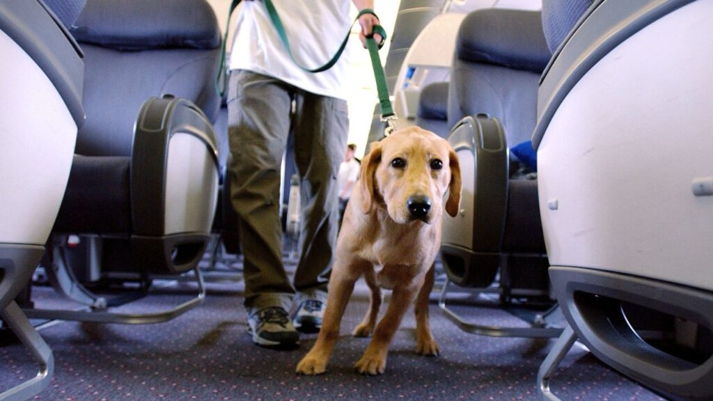 img 0643 1 Animais de suporte emocional podem ser recusados por companhias aéreas, define STJ