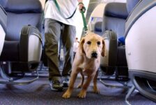 Animais de suporte emocional podem ser recusados por companhias aéreas, define STJ