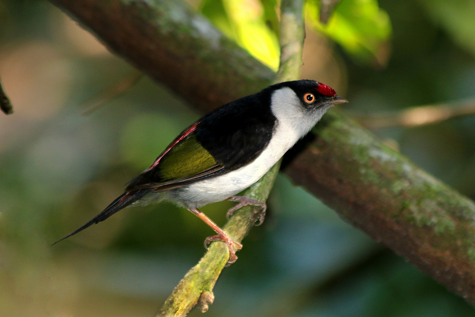 unnamed 1 13 Setur-SP lança roteiros de observação da vida silvestre na Avistar Brasil 2025