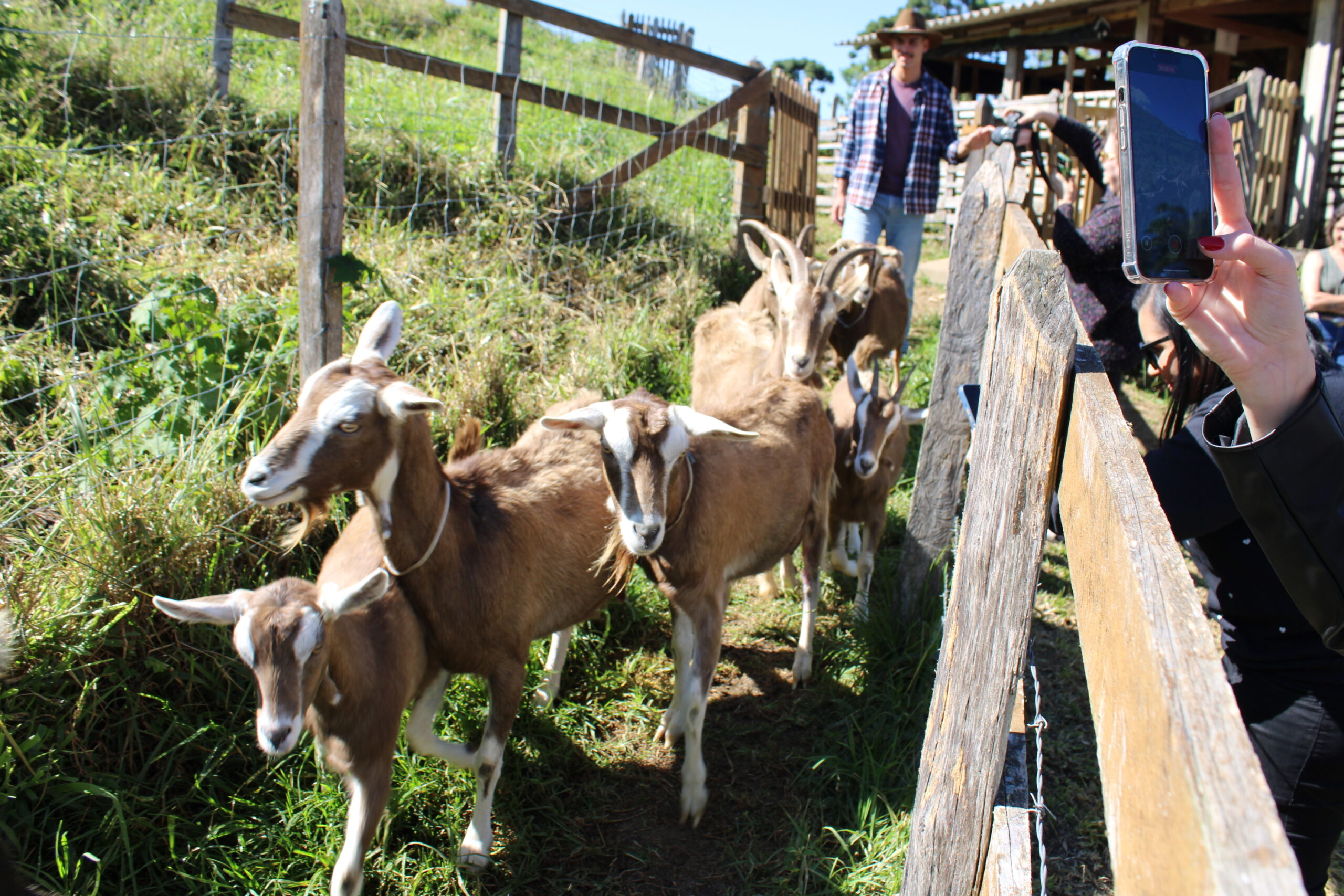 Delfim Moreira, um paraíso de múltiplas experiências turísticas na Serra da Mantiqueira 3 3 Rebanho a caminho do pasto 1 scaled Delfim Moreira, um paraíso de múltiplas experiências turísticas na Serra da Mantiqueira
