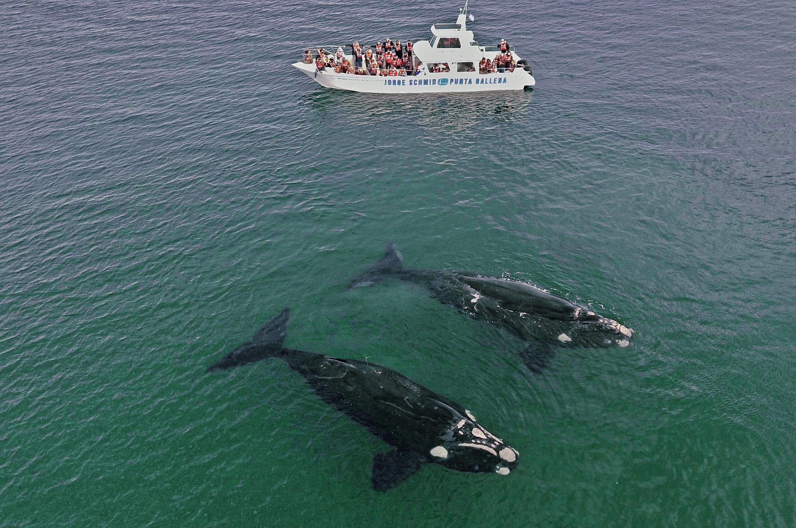 Chubut, no coração da Patagônia Argentina, celebra temporada de baleias e atrativos que vão além do inverno 1 7 a temporada ballenas pira 04072021 1525Foto Daniel Feldman scaled Chubut, no coração da Patagônia Argentina, celebra temporada de baleias e atrativos que vão além do inverno