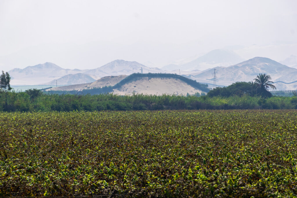 A paisagem em contraste entre o verde da lavoura e o árido do deserto