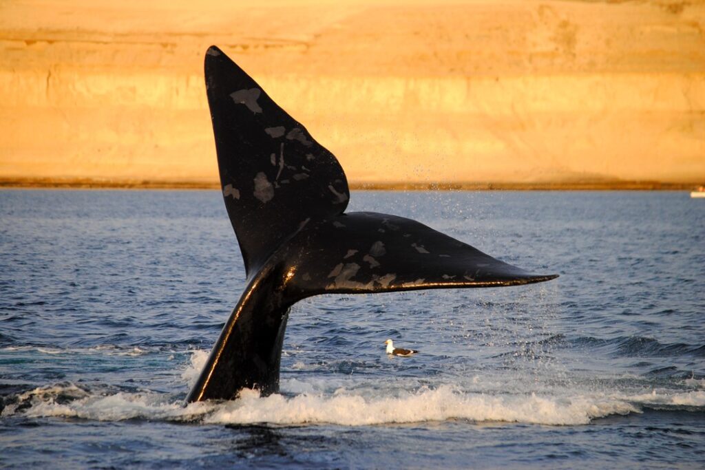 Argentina promove capacitação especial sobre a Península Valdés no Dia dos Namorados 1 Avistaje de Ballenas 240 Argentina promove capacitação especial sobre a Península Valdés no Dia dos Namorados