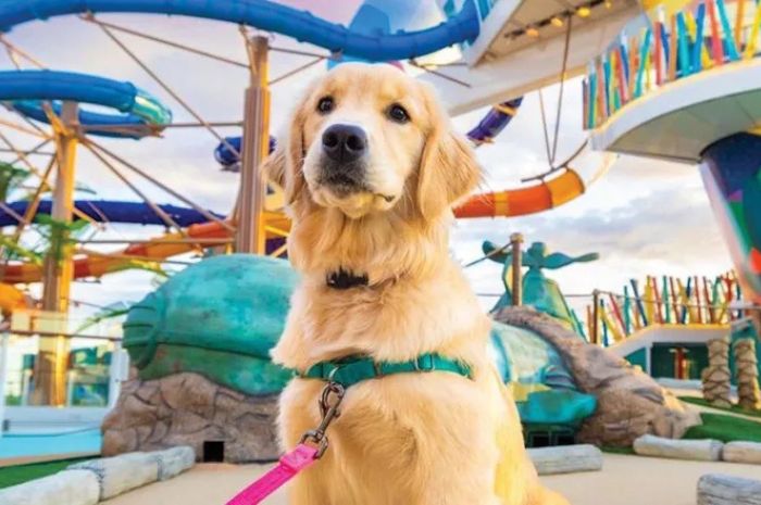 Royal Caribbean aposta em cães para humanizar experiência a bordo dos cruzeiros 1 (Divulgação/Royal Caribbean)