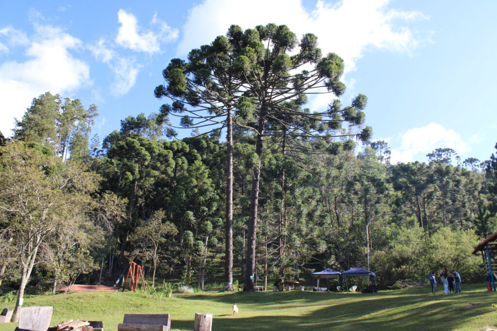 Majestosas araucárias dominam toda a Serra da Mantiqueira
