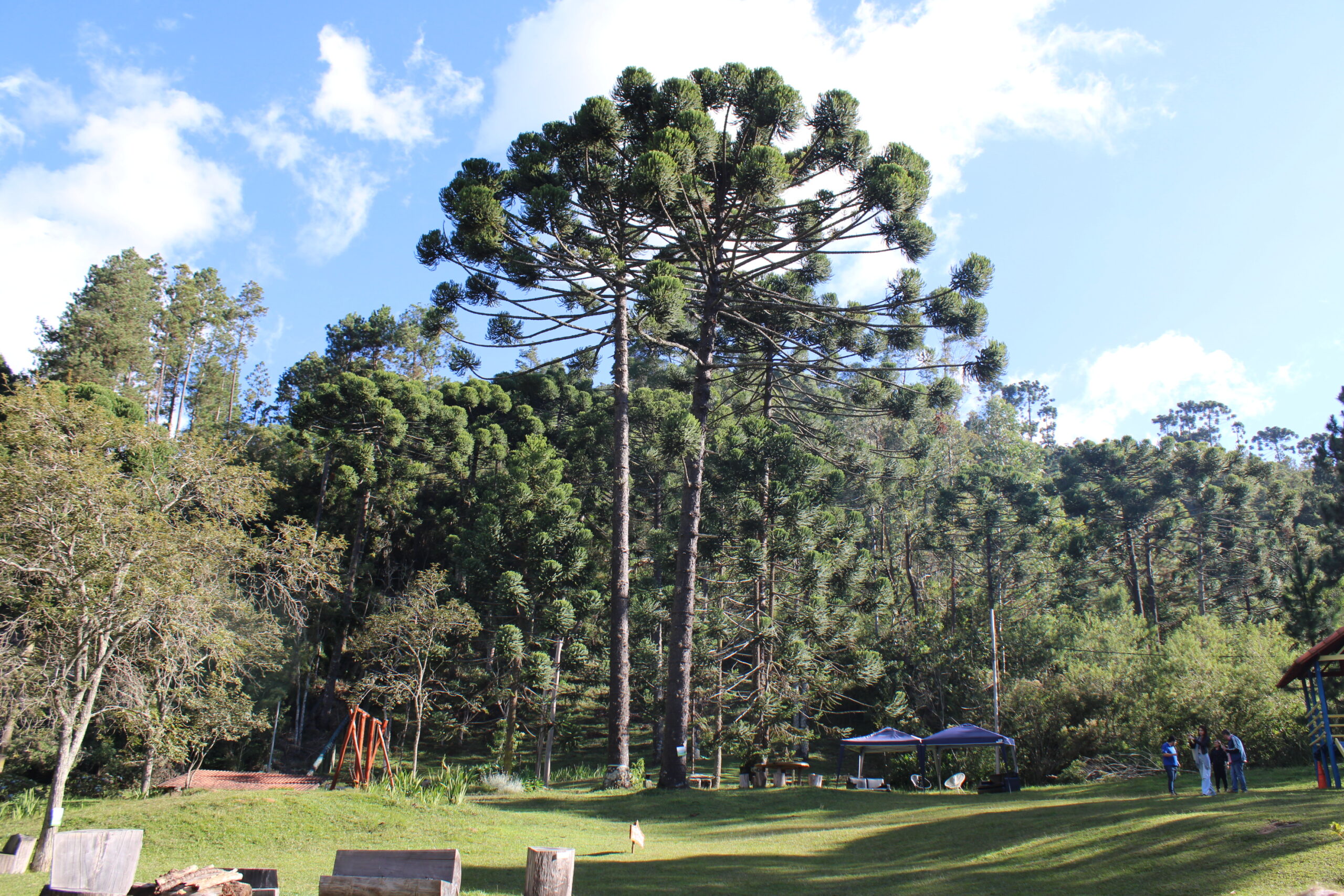 Majestosas araucárias dominam toda a Serra da Mantiqueira Majestosas araucárias dominam toda a Serra da Mantiqueira