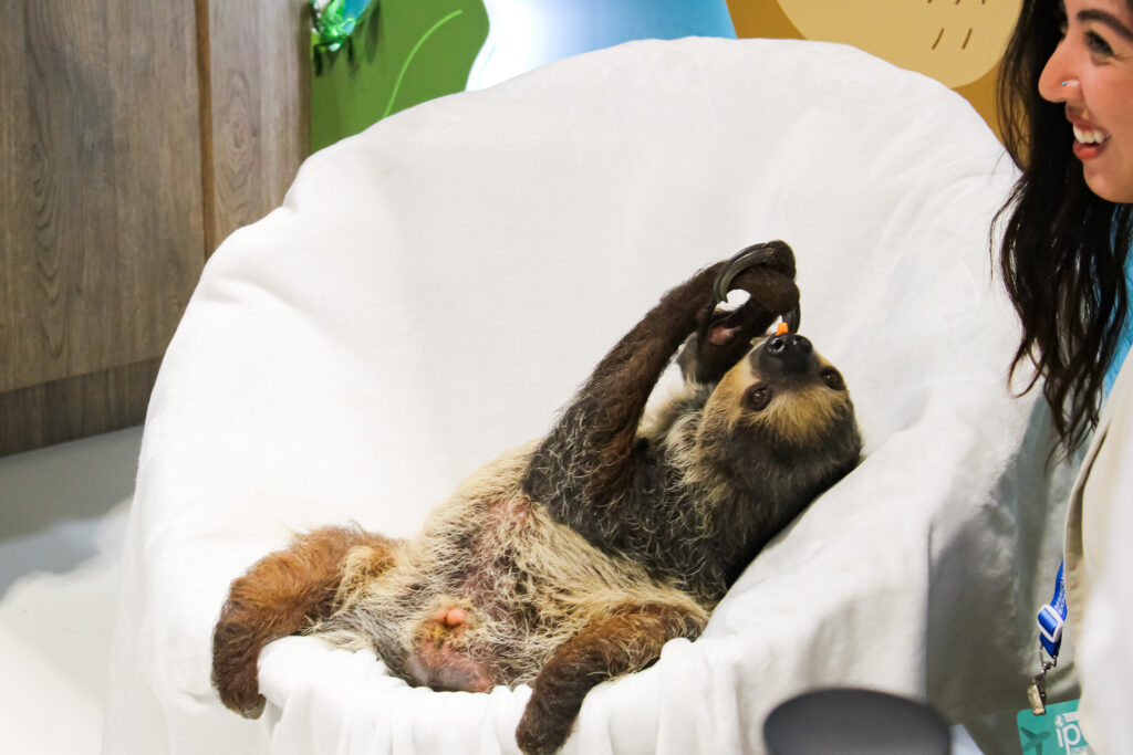 O Bicho Preguiça de Kissimmee fez sucesso entre os participantes da feira