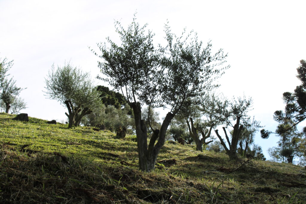 Oliveiras da Verde Oliva