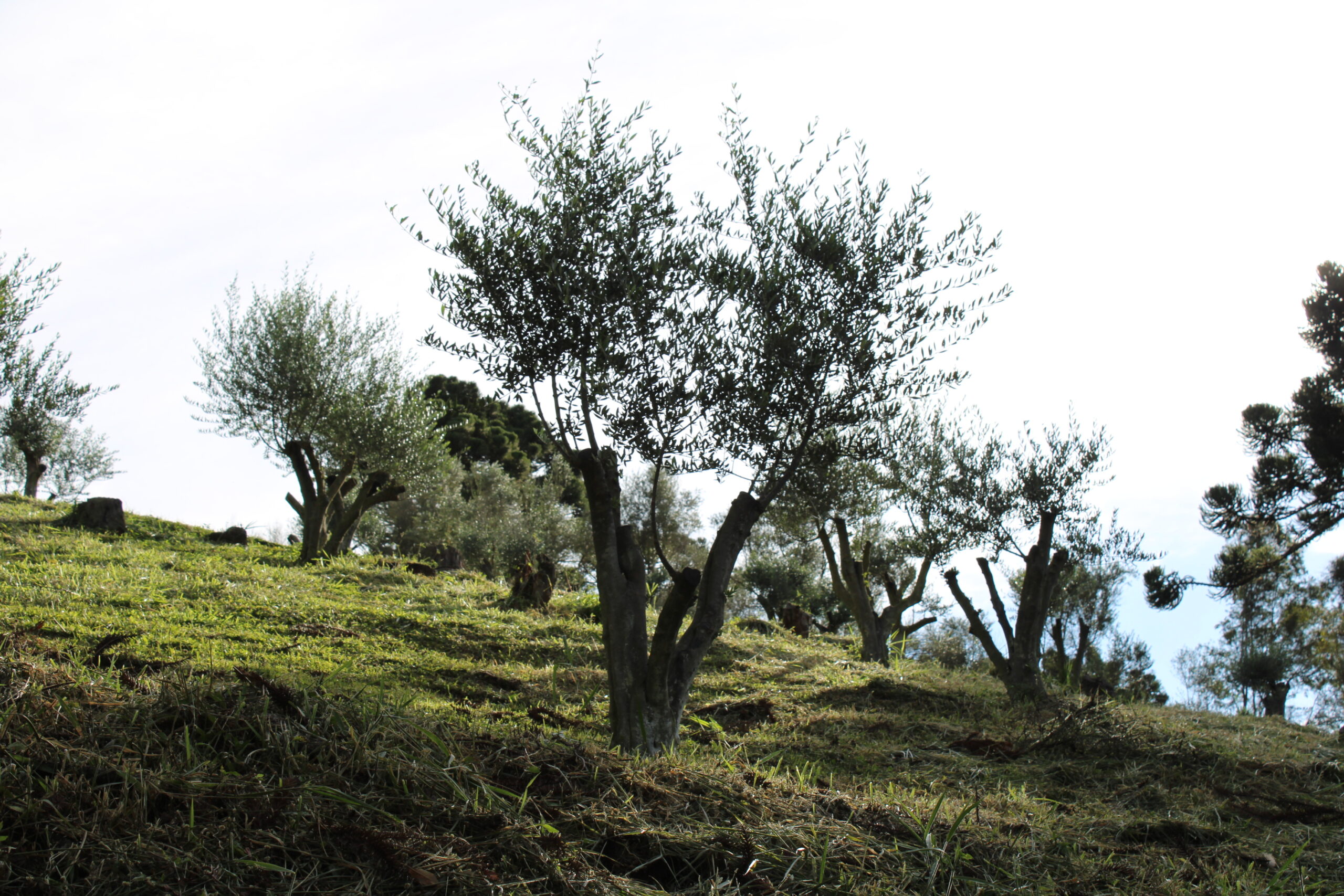 Oliveiras da Verde Oliva Oliveiras da Verde Oliva