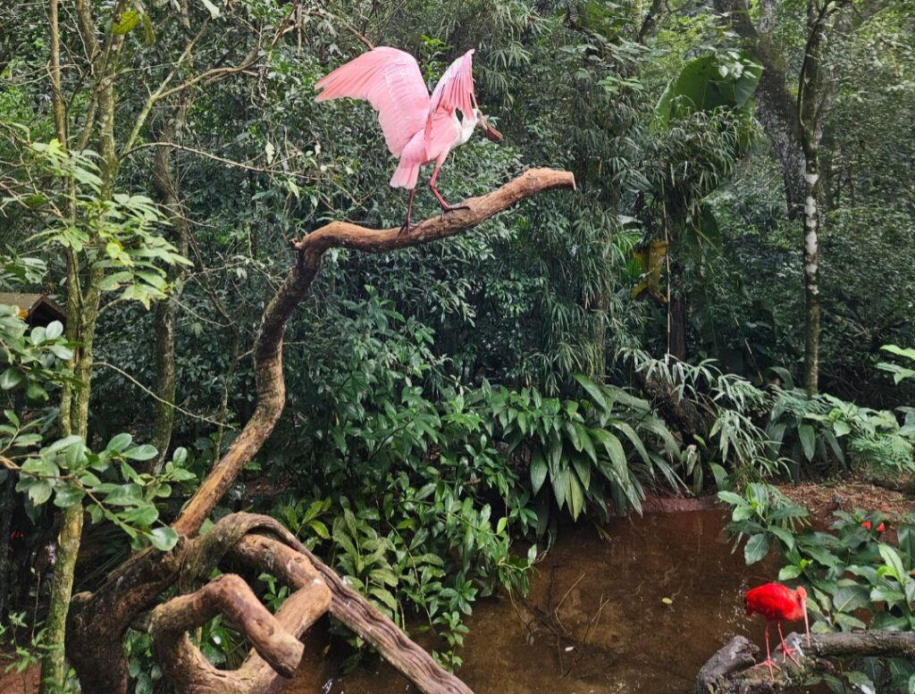 Flamingo