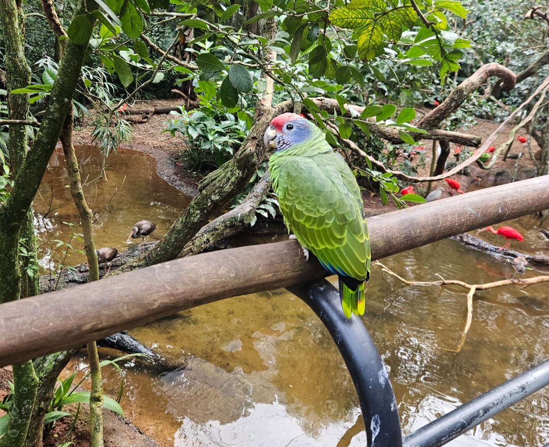 Papagaio Papagaio