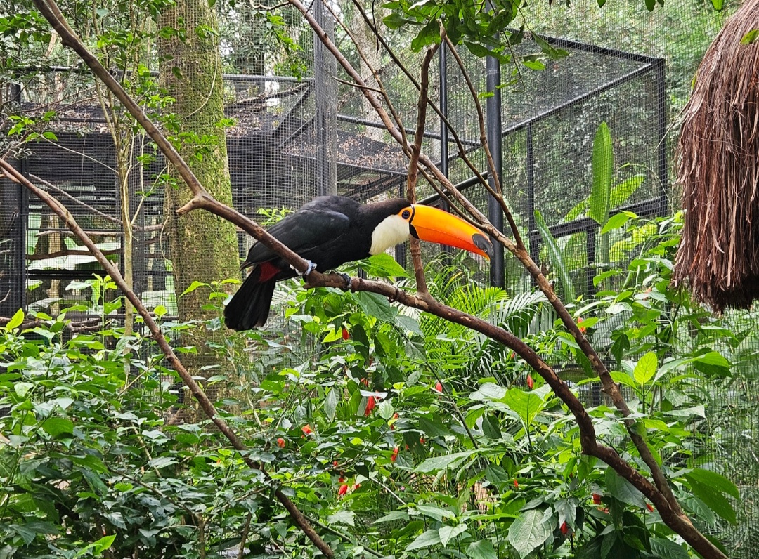 Tucano Tucano