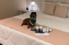Parceria Resort Matiz Igaratá Eventos & Spa e Soft Care reforça compromisso com bem-estar dos pets