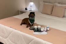 Parceria Resort Matiz Igaratá Eventos & Spa e Soft Care reforça compromisso com bem-estar dos pets